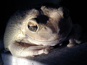 Picture of Cuban Tree Frog (Osteopilus septentrionalis), St. Thomas, U.S. Virgin Islands.