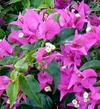 Picture of bougainvillea, St. Thomas, U.S. Virgin Islands.  (plants)