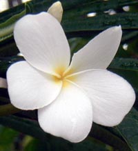 Picture of frangipani (Plumeria alba) flower, St. Thomas, U.S. Virgin Islands.  (plants) 