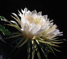 Picture of night blooming cereus, St. Thomas, U.S. Virgin Islands. (plants)