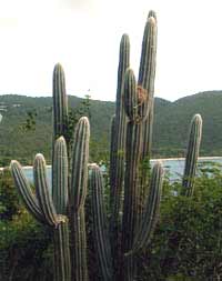 Picture of organ pipe cactus with bananaquit nest, St. Thomas, U.S. Virgin Islands.  (plants)