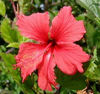 Picture of hibiscus flower, St. Thomas, U.S. Virgin Islands.  (plants)