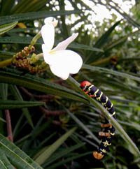 Picture of frangipani caterpillar (Pseudosphinx tetrio) on frangipani tree (Plumeria alba), St. Thomas, U.S. Virgin Islands. (insects)