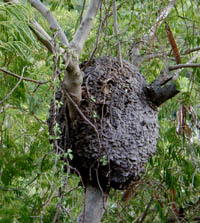 Picture of termite nest, St. Thomas, U.S. Virgin Islands. (insects)