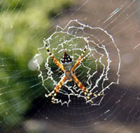 Picture of orb weaver. (spider), St. Thomas, U.S.  Virgin Islands. (arachnids)