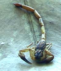 Picture of scorpion (Centruroides gracilis).  St. Thomas, U.S. Virgin Islands. (arachnids)