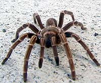 Picture of tarantula (Cyrtopholis bartholomei) (spider), St. Thomas, U.S. Virgin Islands. (arachnids)