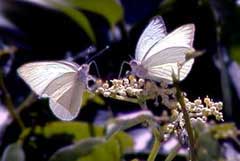 Picture of white sulphurs (butterflies), St. Thomas, U.S. Virgin Islands. (insects)