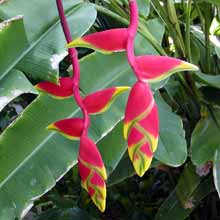 Picture of lobster claw (Heliconia rostratta), St. Thomas, U.S. Virgin Islands.  (plants)