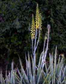 Picture of aloe (Aloe barbadensis) plant with flowers, St. Thomas, U.S. Virgin Islands.  (plants)