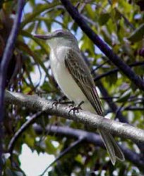 Picture of gray kingbird (Tyrannus dominicensis), St. Thomas, U.S. Virgin Islands. (birds)