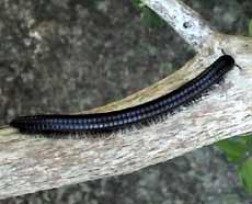 Picture of millipede.  St. Thomas, U.S. Virgin Islands. (millipedes)