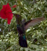 Picture of a green-throated carib (Sericotes holosericeus) visiting a hibiscus flower, St. Thomas, U.S. Virgin Islands. (birds)