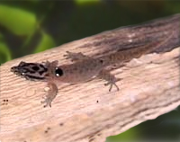 Picture of cotton ginner (gecko) (Sphaerodactylus macrolepis), St. Thomas, U.S. Virgin Islands. (reptiles)