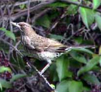 Picture of a pearly-eyed thrasher (Margarops fuscatus), St. Thomas, U.S. Virgin Islands. (birds)