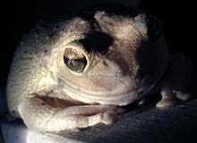 Picture of cuban tree frog (Osteopilus septentrionalis), St. Thomas, U.S. Virgin Islands. (amphibians)