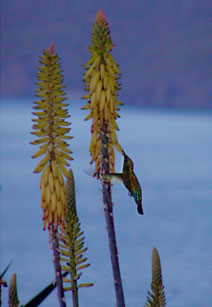 Picture of green-throated carib (Sericotes holosericeus) visiting aloe flower, St. Thomas, U.S. Virgin Islands. (plants) 