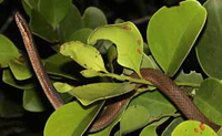 Picture of ground snake (Arryhton exiguus), St. Thomas, U.S. Virgin Islands. (reptiles)