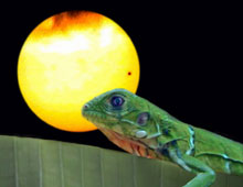 Picture of juvenile green iguana (Iguana iguana) watching Venus transit between the Earth and Sun.