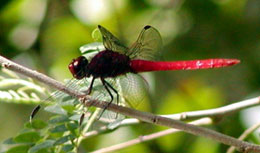 Picture of dragonfly, St. John, U.S. Virgin Islands. (insects)