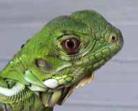 Picture of juvenile green iguana (Iguana iguana), St. Thomas, U.S. Virgin Islands. (reptiles)