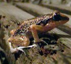 Picture of a tree frog (Eleutherodactylus lentus), St. Thomas, U.S. Virgin Islands. (amphibians)