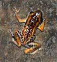 Picture of a tree frog (Eleutherodactylus lentus), St. Thomas, U.S. Virgin Islands. (amphibians)