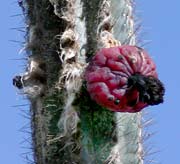 Picture of organ pipe cactus with fruit, St. Thomas, U.S. Virgin Islands.  (plants)