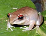 Picture of tree frog (Eleutherodactylus antillensis), St. Thomas, U.S. Virgin Islands. (amphibians)