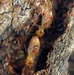 Picture of termites, St. Thomas, U.S. Virgin Islands. (insects)