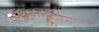 Picture of a woodslave (gecko) (Hemidactulus mabouia) catching a moth, St. Thomas, U.S. Virgin Islands. (reptiles)