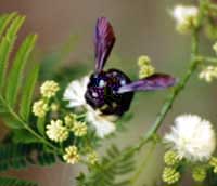 Picture of carpenter bee, St. Thomas, U.S. Virgin Islands. (insects)