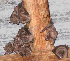 Picture of jamaican fruit-eating bats (Artibeus jamaicensis), St. John, U.S. Virgin Islands. (mammals)