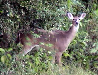 Picture of whitetail Deer (Odocoileus virginianus), St. John, U.S. Virgin Islands. (mammals)
