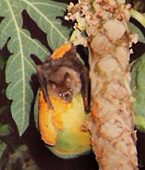 Pioture of a jamaican fruit-eating bat (Artibeus jamaicensis) feeding on papaya, St. Thomas, U.S. Virgin Islands. (mammals)