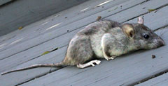 Picture of a tree rat (Rattus rattus), St. Thomas, U.S. Virgin Islands. (mammals)