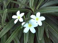 Picture of frangipani (Plumeria alba), St. Thomas, U.S. Virgin Islands.  (plants)