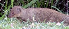 Picture of a mongoose (Herpestes auropunctatus), St. Thomas, U.S. Virgin Islands. (mammals)
