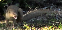 Picture of a mongoose (Herpestes auropunctatus), St. Thomas, U.S. Virgin Islands. (mammals)