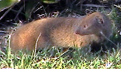 Picture of a mongoose (Herpestes auropunctatus), St. Thomas, U.S. Virgin Islands. (mammals)