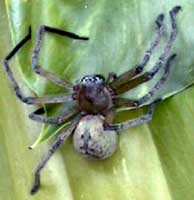 Picture of giant crab spider (Olios giganteus).  St. Thomas, U.S. Virgin Islands. (arachnids)