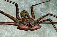 Picture of whip scorpion (Phyrnus sp.).  St. Thomas, U.S. Virgin Islands. (arachnids)