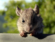 Picture of a tree rat (Rattus rattus), St. Thomas, U.S. Virgin Islands. (mammals)