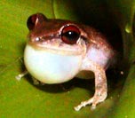 Picture of tree frog (Eleutherodactylus antillensis), St. Thomas, U.S. Virgin Islands. (amphibians)