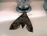 Picture of hawk moth (Pseudosphinx tetrio), St. Thomas, U.S. Virgin Islands. (insects)