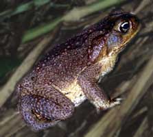 Picture of sugarcane toad (Bufo marinus), St. Thomas, U.S. Virgin Islands. (amphibians)