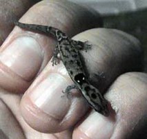 Picture of cotton ginner (gecko) (Sphaerodactylus macrolepis), St. Thomas, U.S. Virgin Islands. (reptiles)