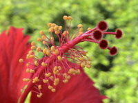 Picture of hibiscus flower, St. Thomas, U.S. Virgin Islands.  (plants)